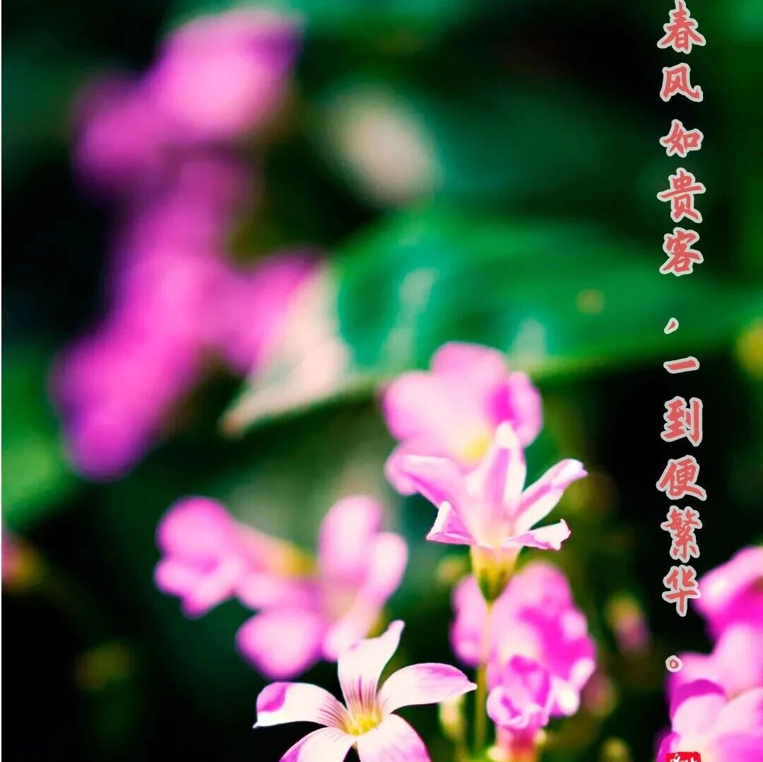 乐言乐语 | 春风如贵客,一到便繁华