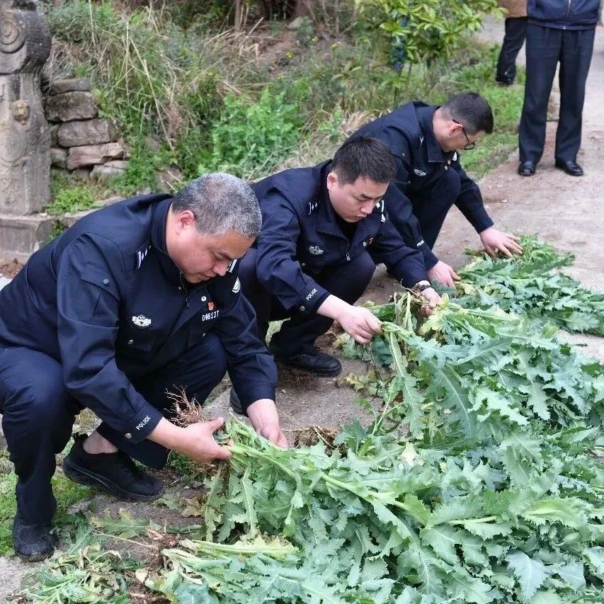 无人机“空中扫毒” , 阆中铲除销毁罂粟120株!