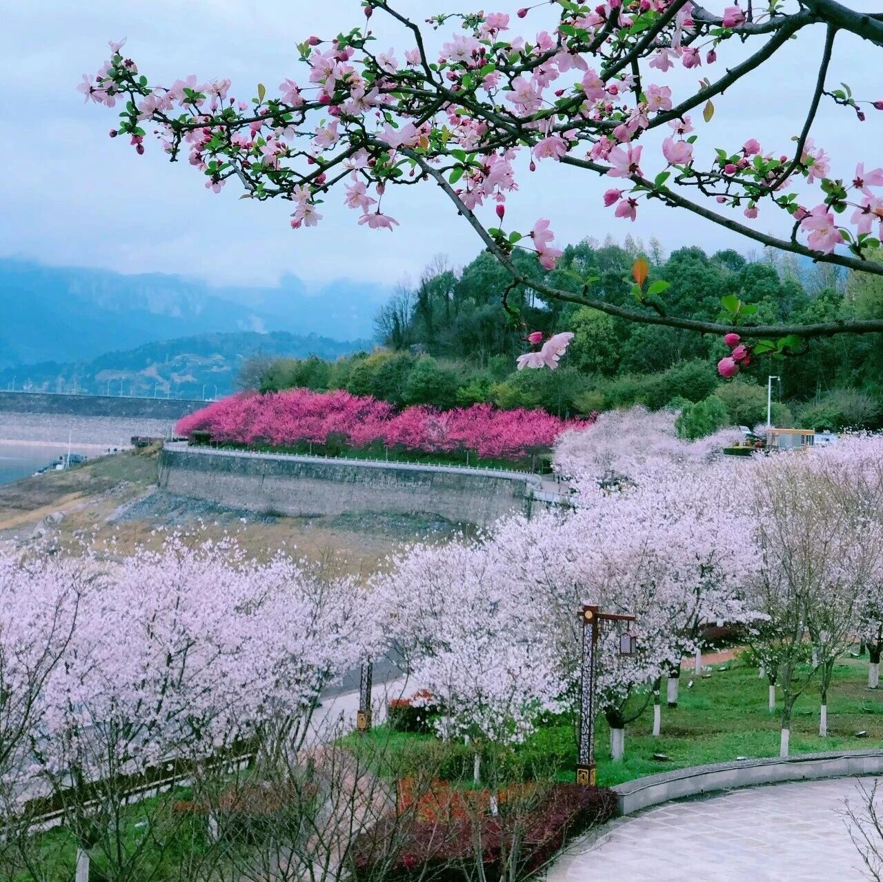 快来看!花开喽|屈原故里滨江花海上线,桃花樱花醉春岸