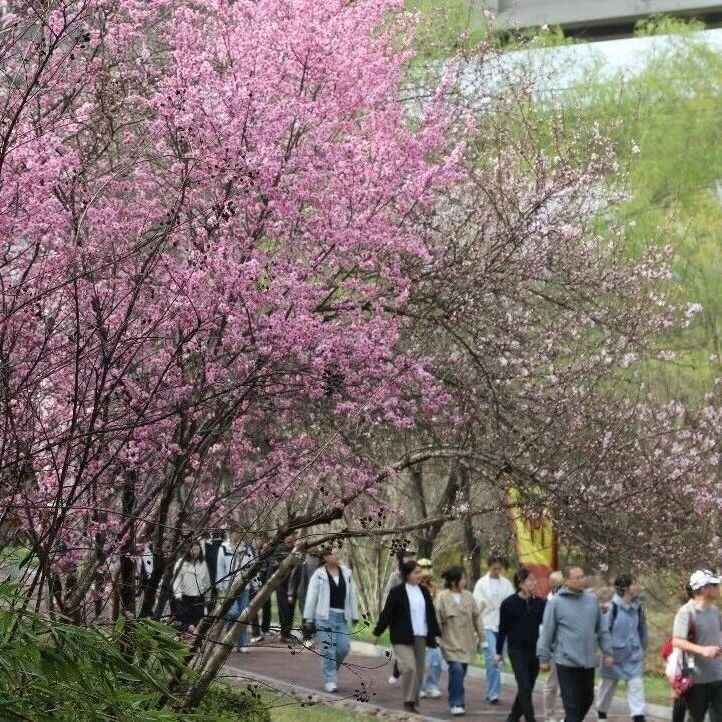 春天里的娲皇宫| 按“花”索骥,来一场“花与女神”的限定浪漫