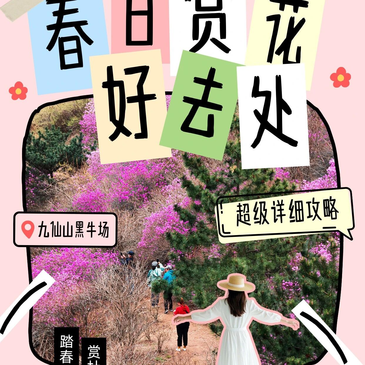 日照九仙山💜黑牛场兰槿花海开了!速冲