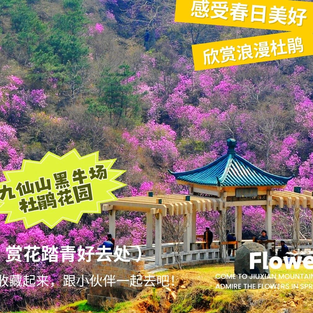 九仙山黑牛场杜鹃花上线!兰槿盛开,周末赏花攻略请收好