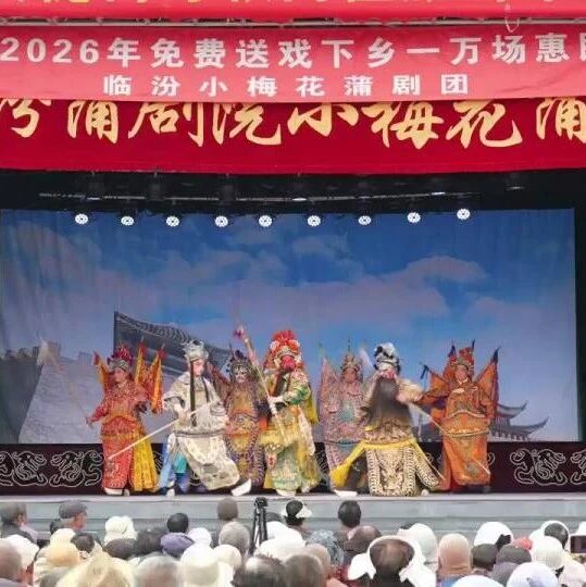 大槐树下听蒲剧,惠民戏韵暖乡邻