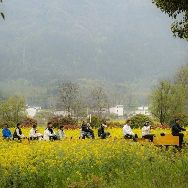 乘小火车在黟县屏山油菜花田野里穿行