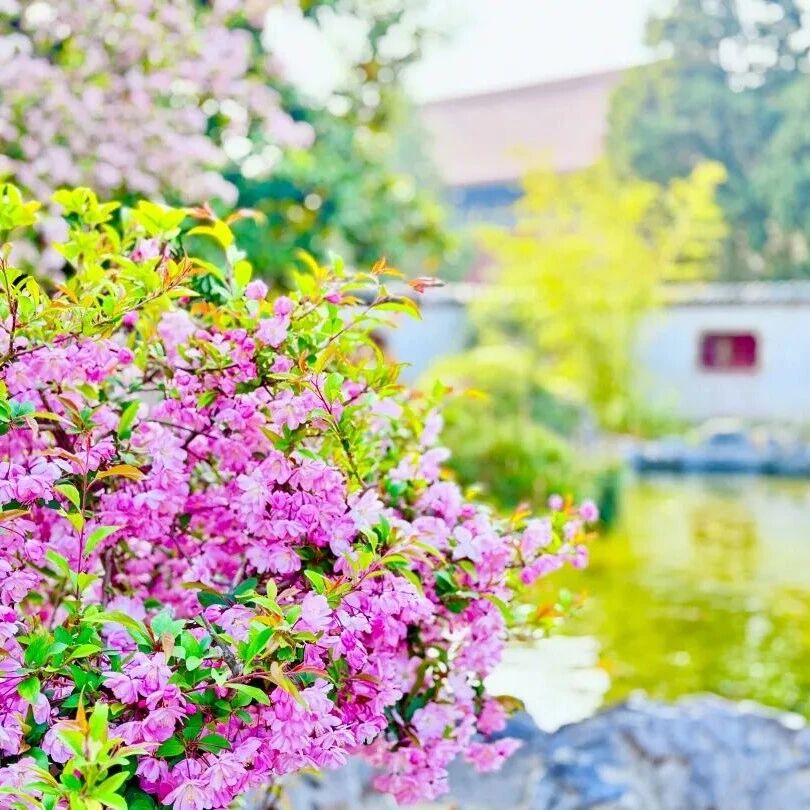 泰山春醒,岱庙繁花绘就诗中春景