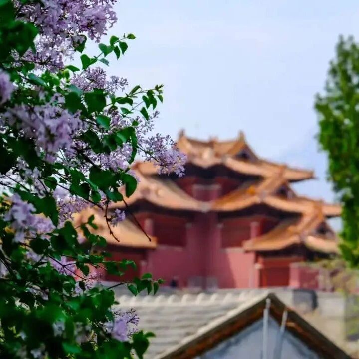 泰山赏花指南(20260330)