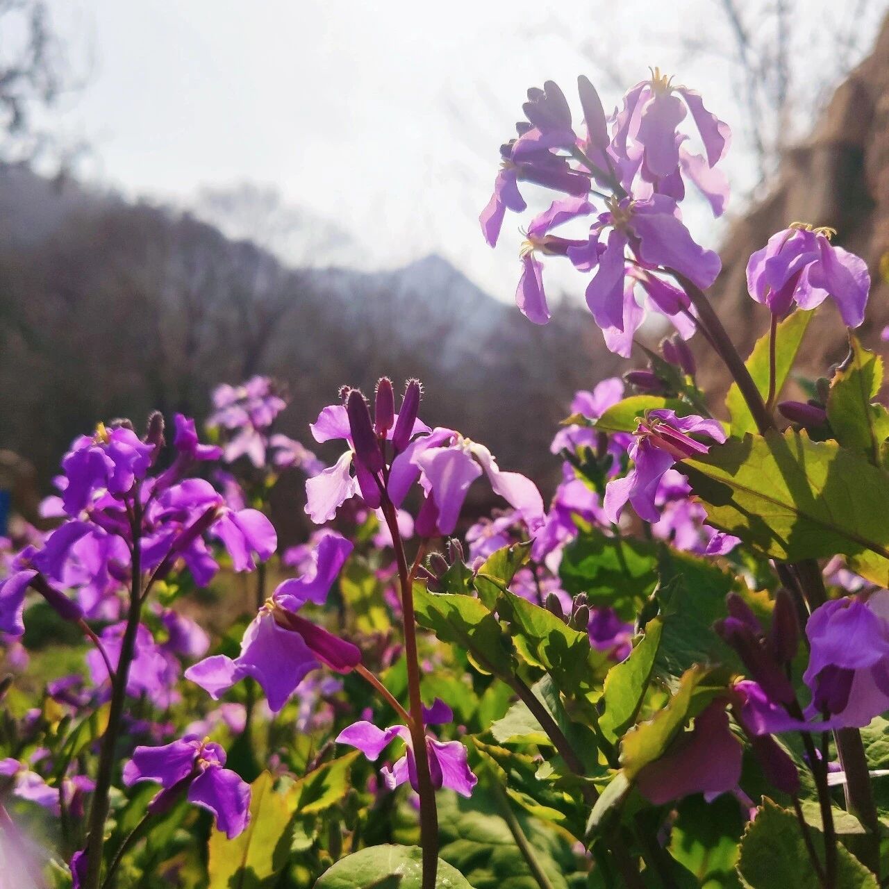 泰山东御道:二月兰花开成海,紫霞铺径迎客来