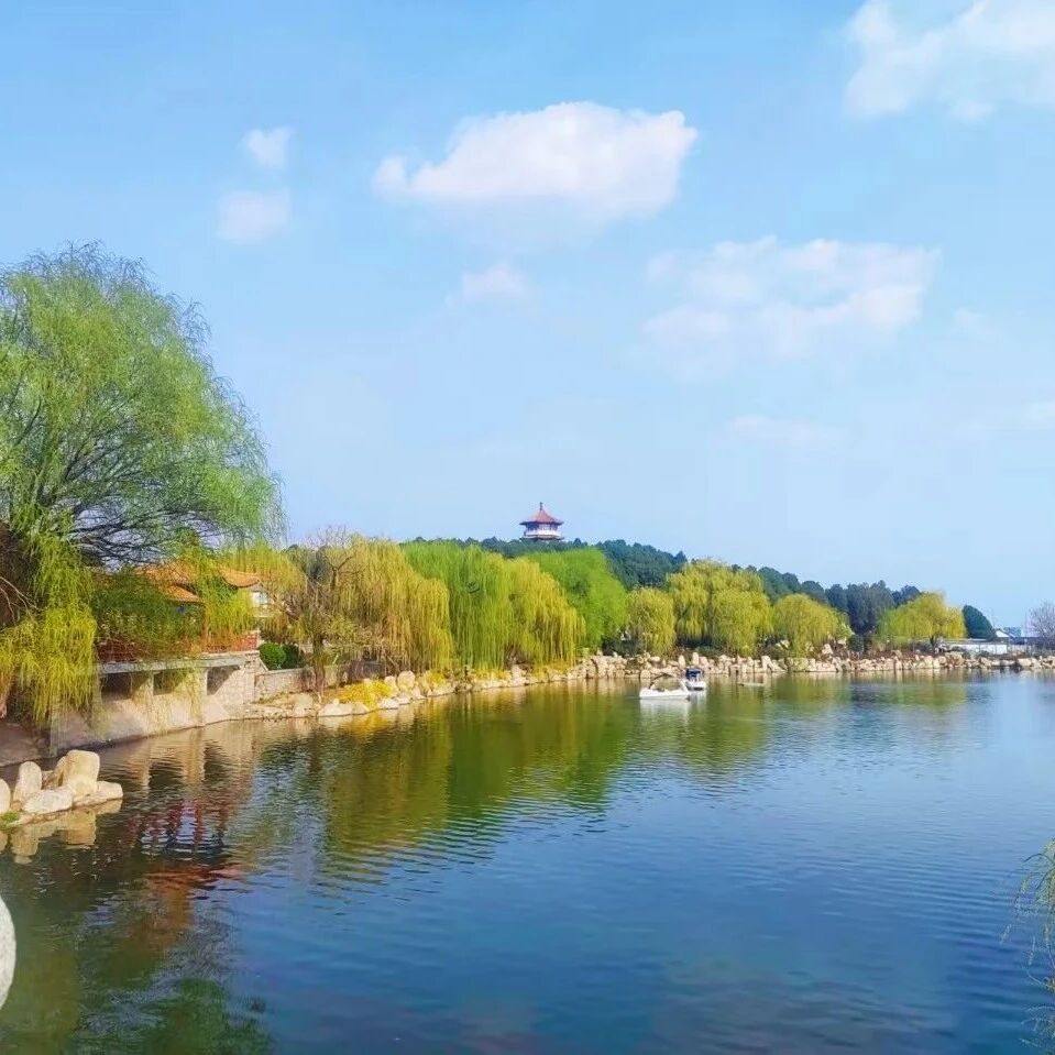 泰山赏春|虎山公园繁花次第开,春日进度条加载中