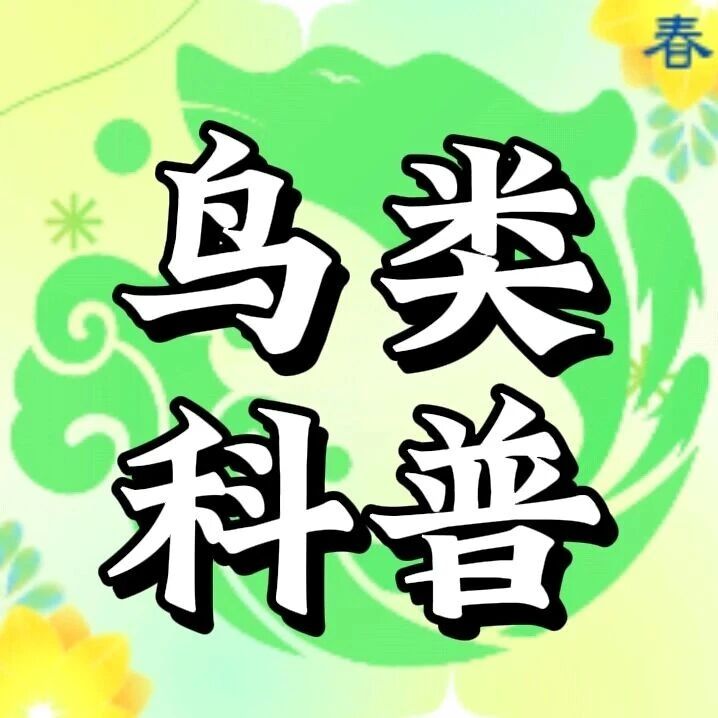 查干湖鸟类科普知识-针尾鸭