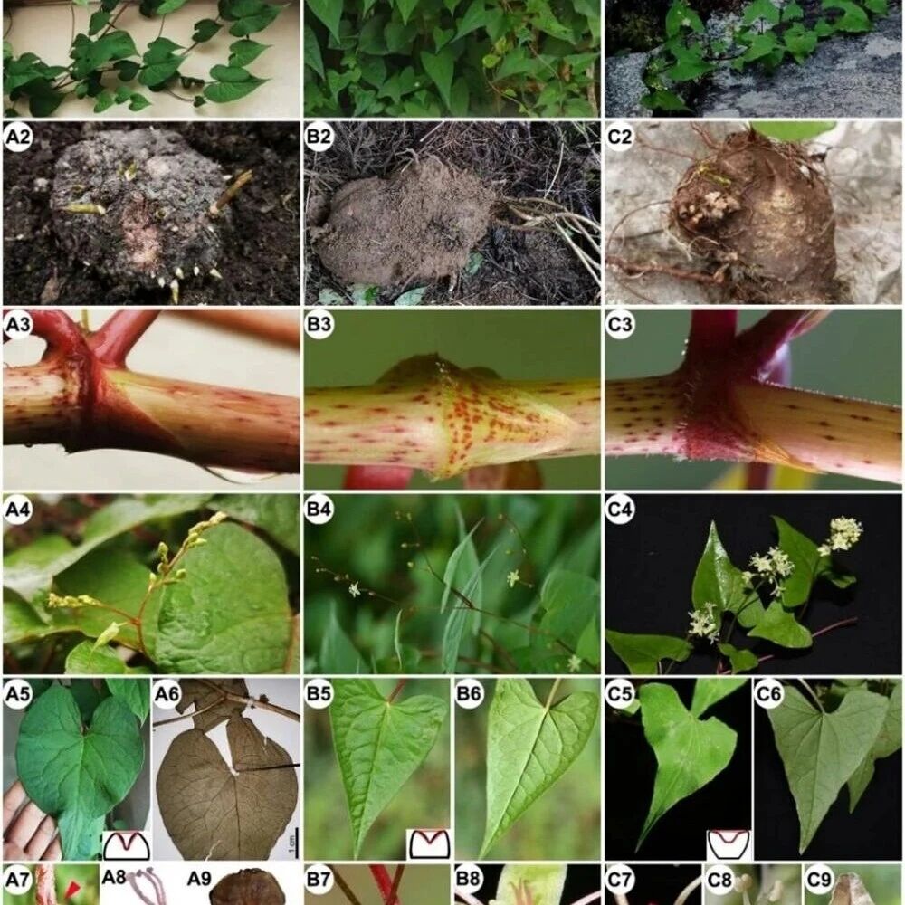 版纳植物园解析宽翼蓼属(蓼科)系统位置