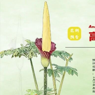 神奇植物高魔芋即将盛开,比“尸香魔芋”更罕见!