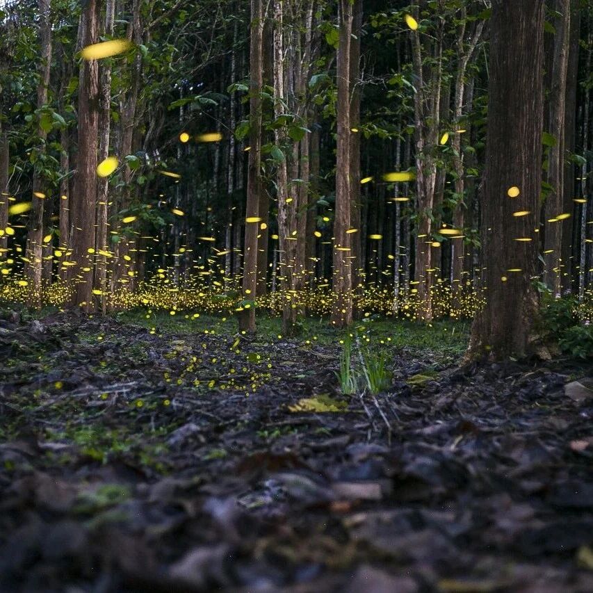 文山人专属版纳植物园夏夜萤火虫福利