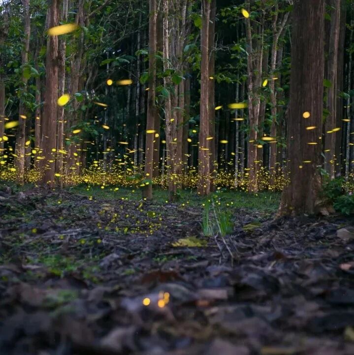 官宣!版纳植物园萤火虫上线啦!夏夜雨林流萤飞舞,美到心坎里~