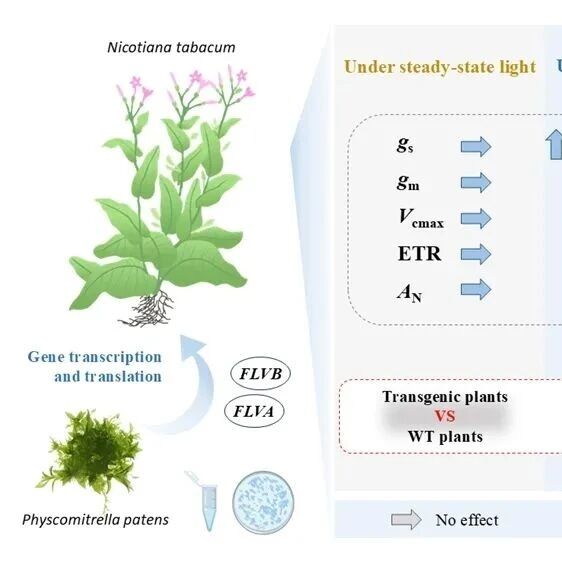 版纳植物园揭示FLV基因在作物增产和抗低温方面的潜能
