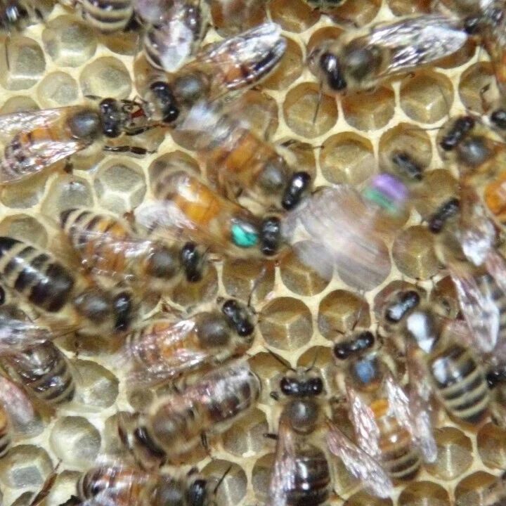 PNAS|版纳植物园揭示蜜蜂摇摆舞的“观众效应”