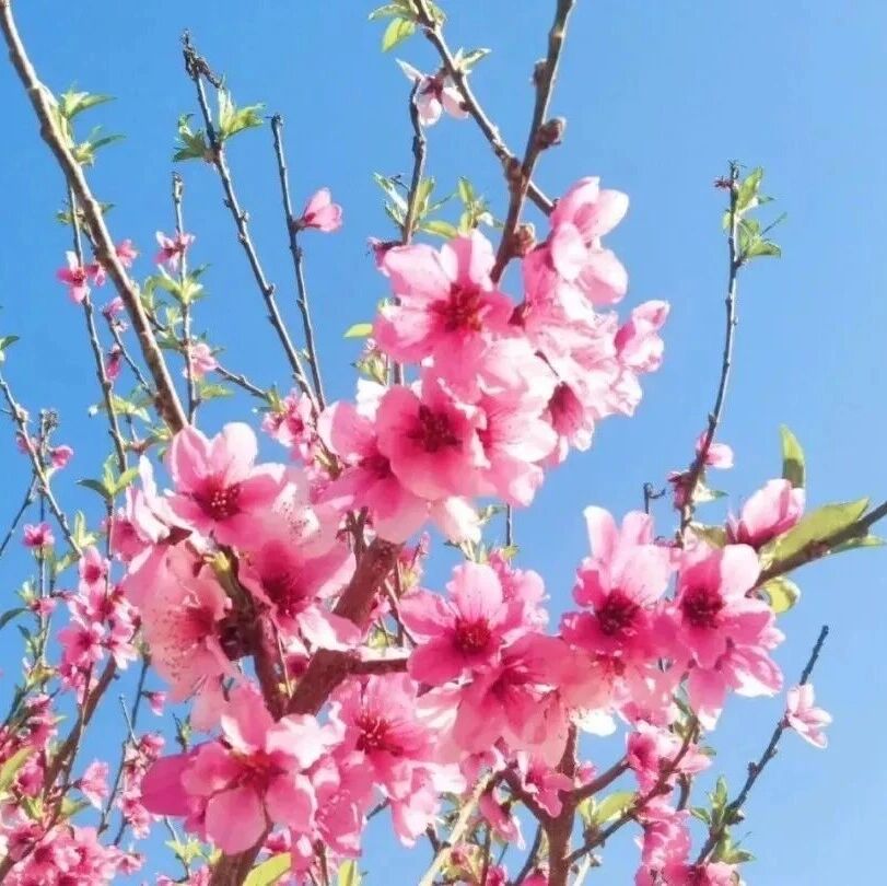 美翻啦!喀什市阿瓦提乡桃花海上线,4月4日共赴春日浪漫