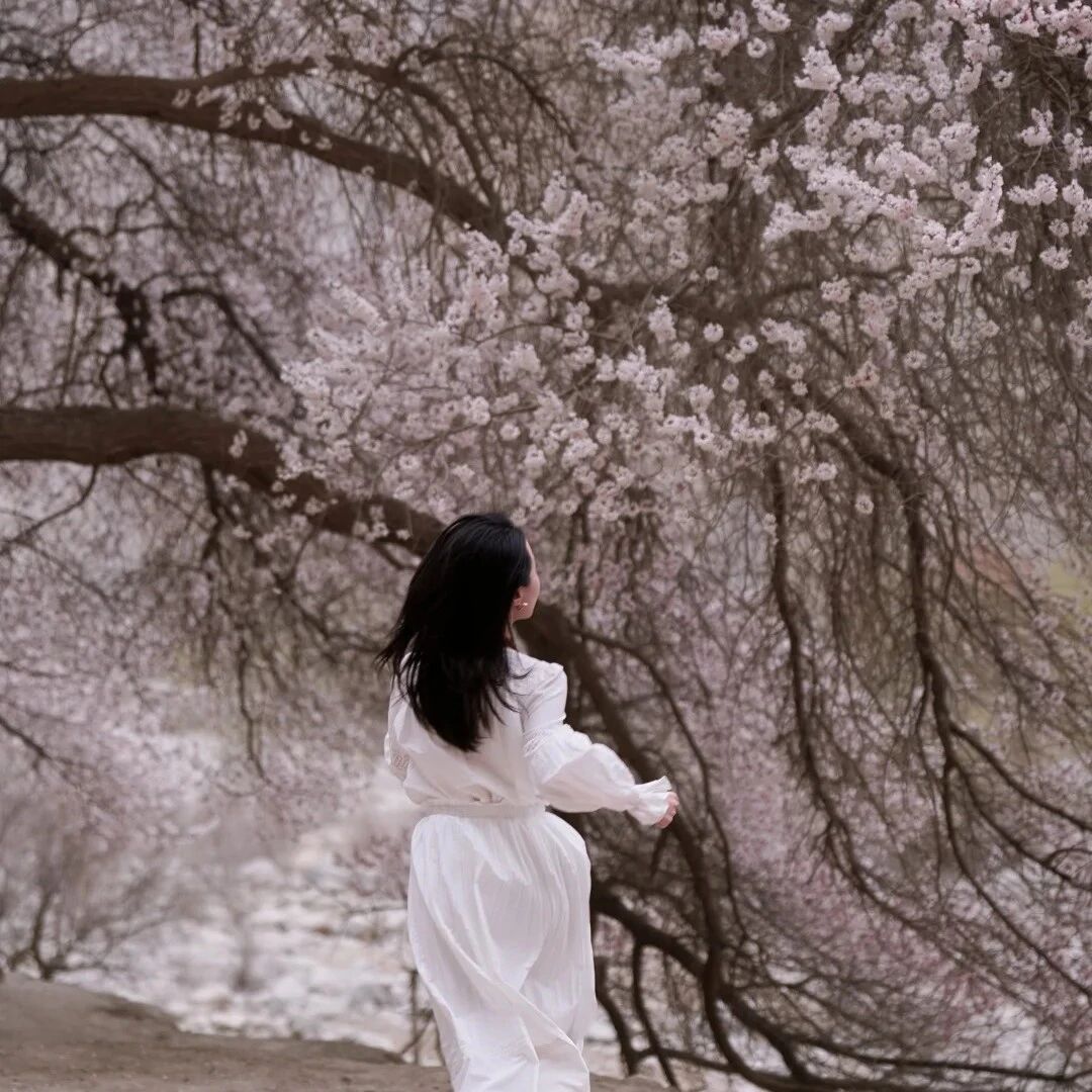 藏在帕米尔深处的春天,从一朵杏花开始