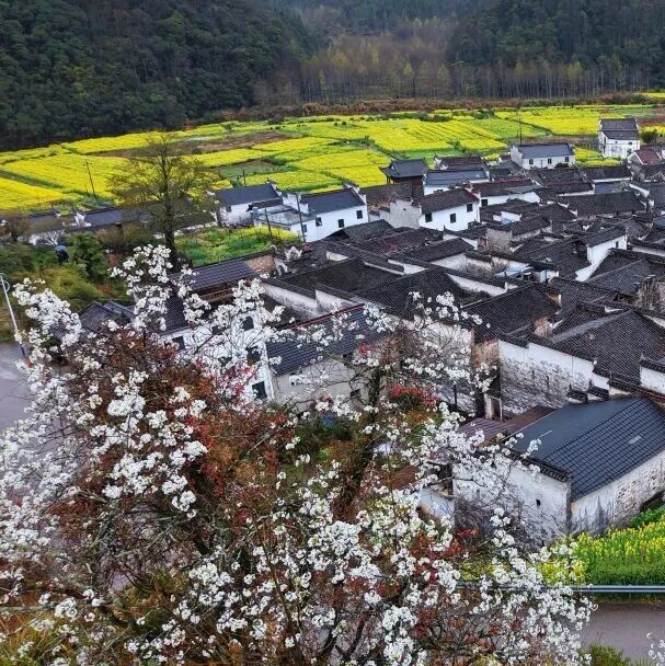 人间四月芳菲盛,万般春色在婺源
