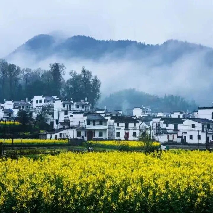 烟雨入江南,绝美婺源宛如一幅水墨丹青画卷!