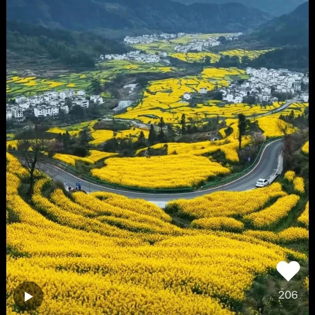 火爆出圈!婺源春日赏花全网刷屏,每一帧都是绝美壁纸!