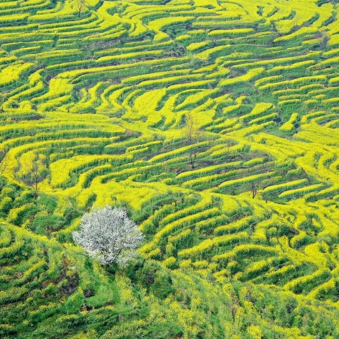 婺源登上全国热榜!篁岭一期二期梯田油菜花同步开放,花海加倍