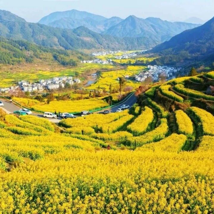 央视点赞!婺源把“金色海洋”和“烟雨江南”打包送您~