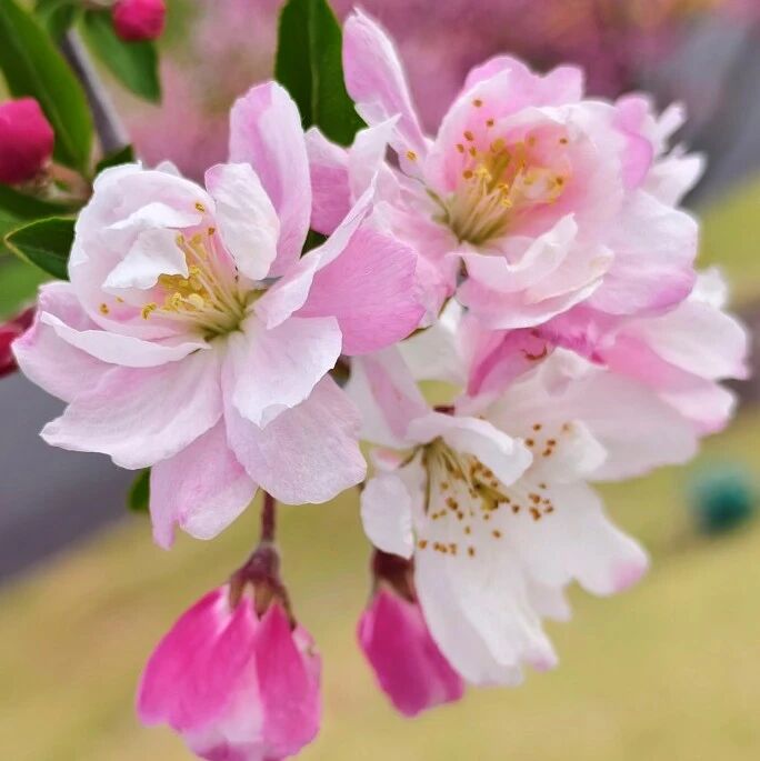 四月芳菲,一树海棠