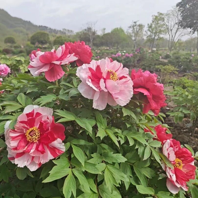 牡丹盛放,樱落未尽,辰山春色正温柔