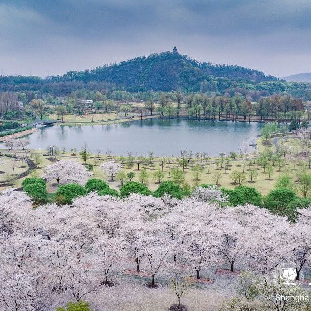 辰山植物园樱花大道,上央视啦!“樱花雨”即将刷屏!
