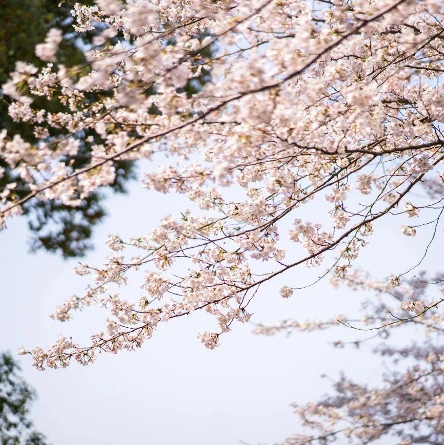 樱花满枝,一起来定格这份春日美好