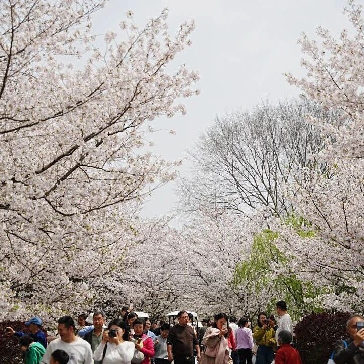 快讯 | 如云似雪满园芬芳,顾村公园清明假期共迎中外游客超22.8万人次