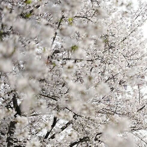 花讯 | 繁花织成锦绣星河,顾村公园浪漫得“不讲道理”(文末附直播预告)