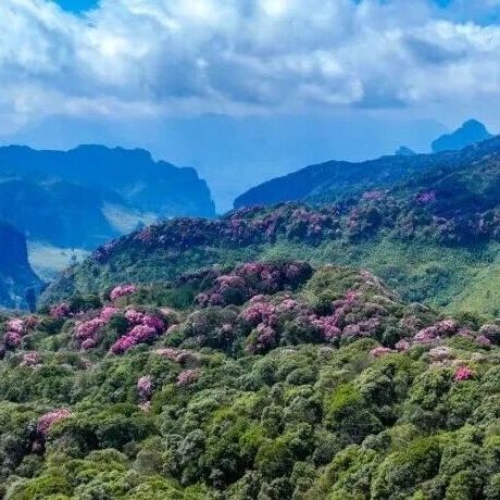 金佛山南坡自驾赏花攻略|杜鹃花开成海,春游赏花正当时!