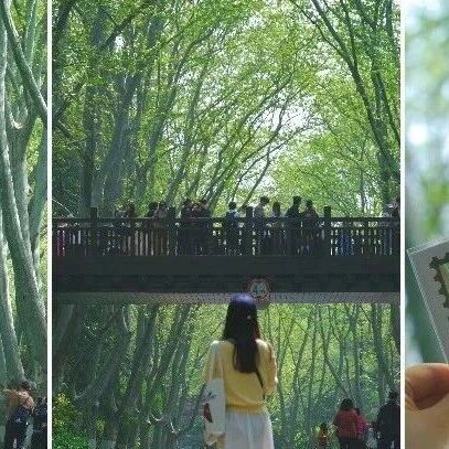 在梧桐大道见一面,就现在!