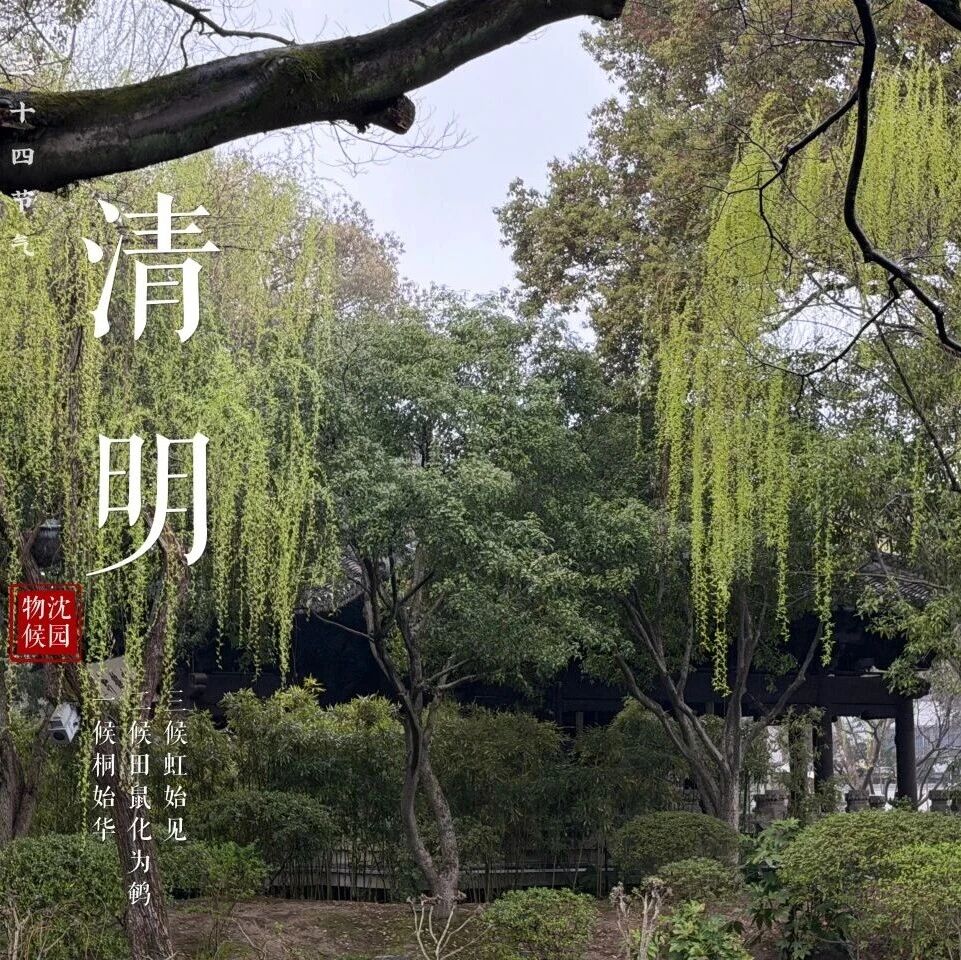 【沈园物候】清明·烟雨朦胧