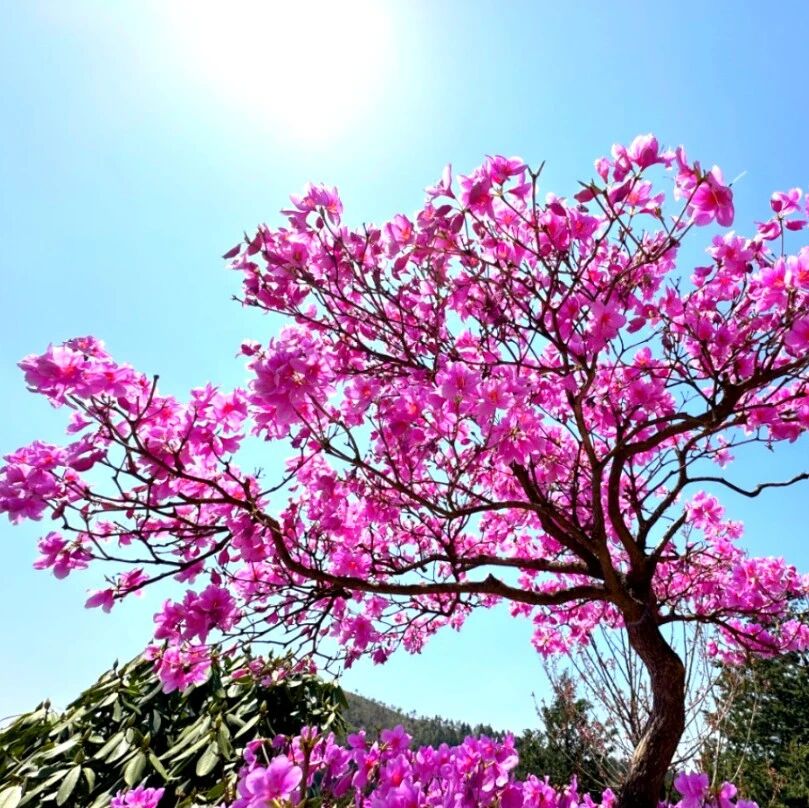 华顶杜鹃开花啦!