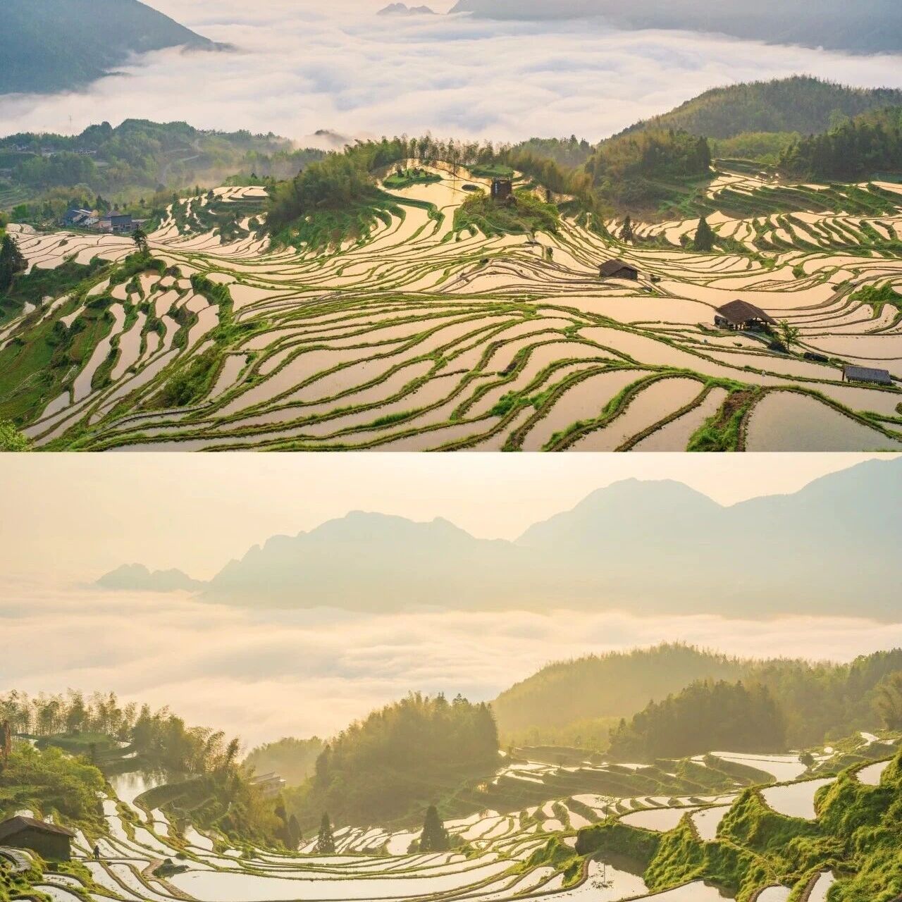 喜报!云和梯田首次上榜!全国 5A 景区品牌传播力百强,位列第 75 名!