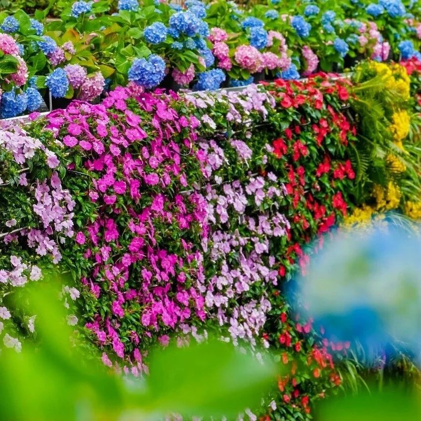 秀水花溪 | 一溪秀水映芳华,满岸花瀑入画来