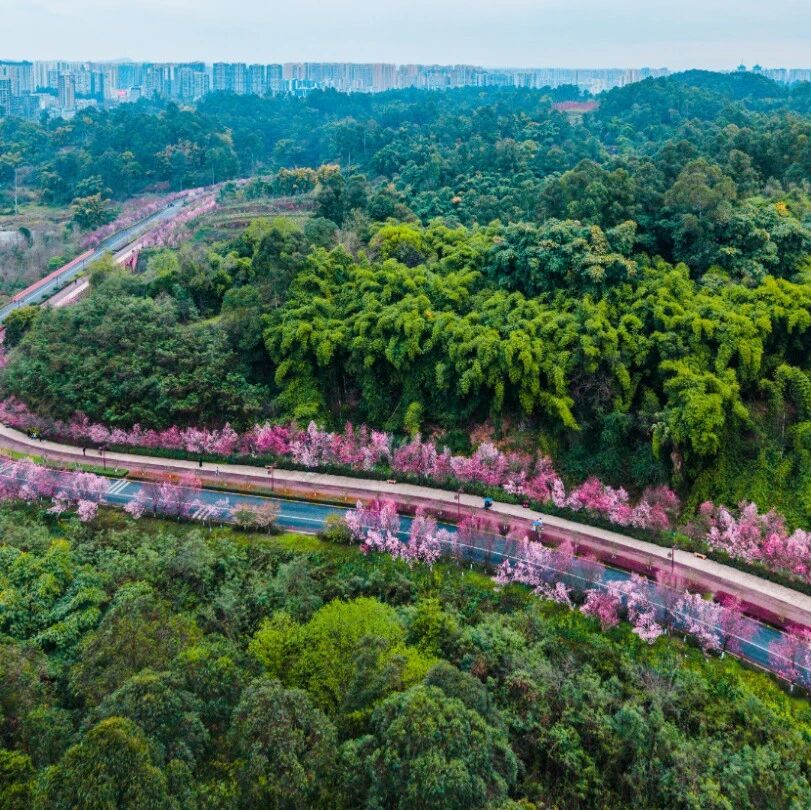 一座被绿色拥抱的城,这就是乐山~