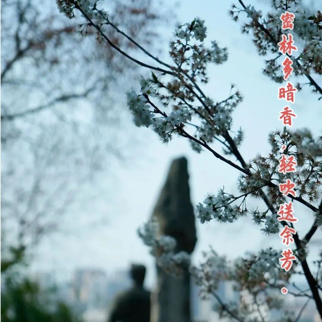 乐言乐语 | 密林多暗香,轻吹送余芳