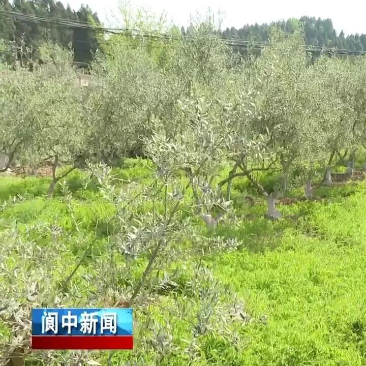 春管正当时!5600亩油橄榄迎来“关键养护期”
