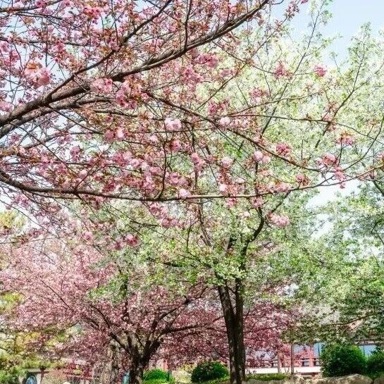 一日看不尽长安花?这张年卡,许你一整年盛唐风华