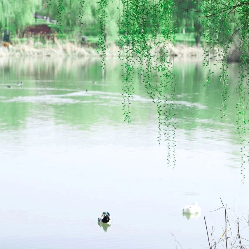 寻芳何必出城?进宫“探春”做一日唐朝人!