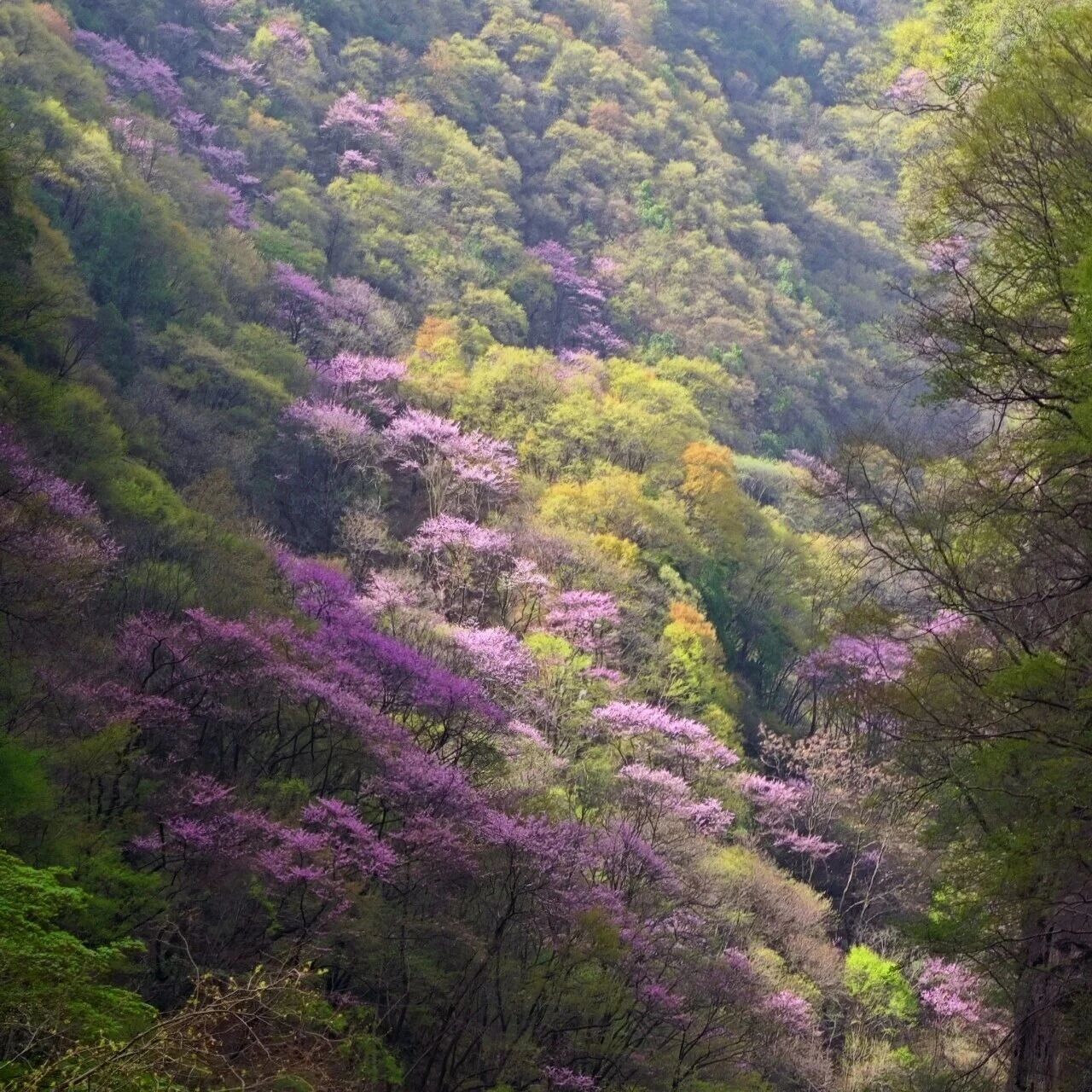 紫荆花满山,暖阳相伴,共赴太白山春日花海之约
