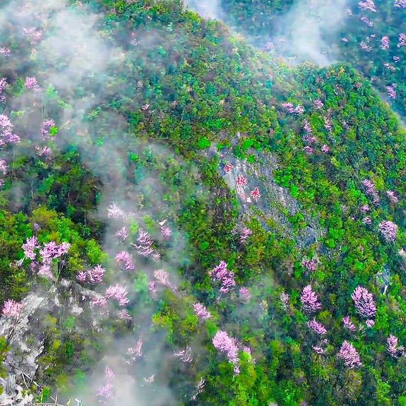 金丝峡景区春游赏花季线上云赏景·短视频大赛开始啦!