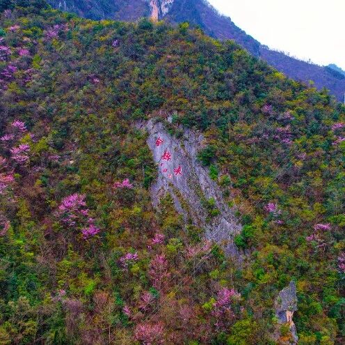 踏青正当时!金丝峡藏满春日浪漫,赴一场花海与峡谷的约会