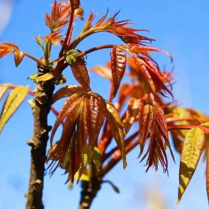 探秘长江采石矶|科普绿植指南,邂逅自然精灵——香椿