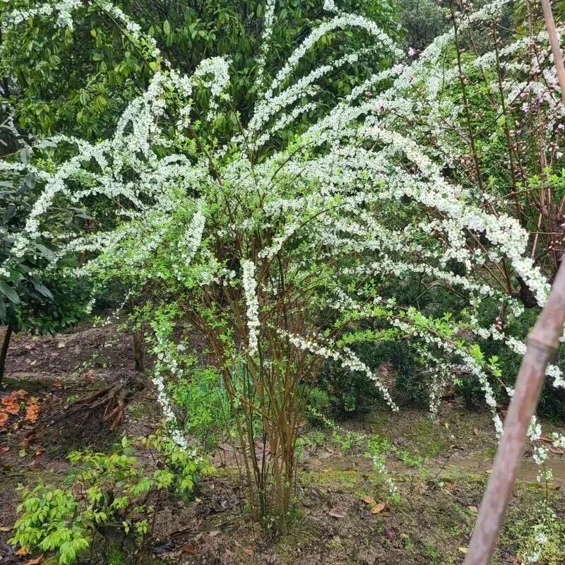 探秘长江采石矶|科普绿植指南,邂逅自然精灵——雀梅藤