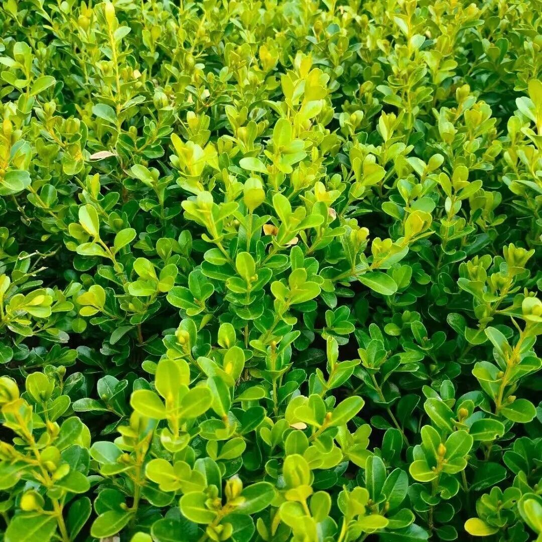 探秘长江采石矶|科普绿植指南,邂逅自然精灵——黄杨