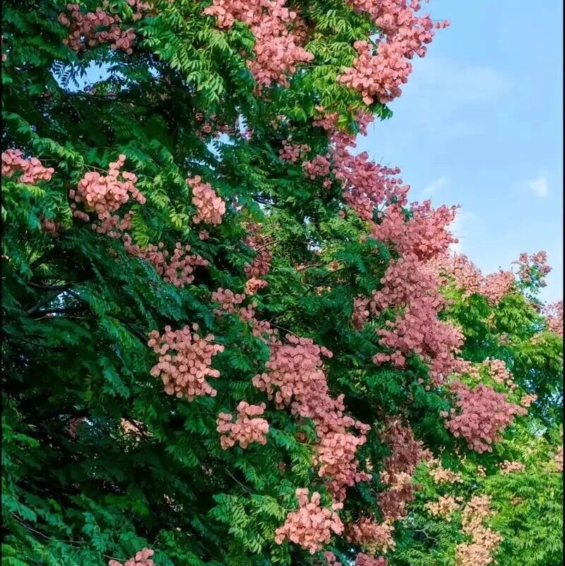 探秘长江采石矶|科普绿植指南,邂逅自然精灵——栾树